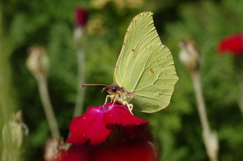 Gonepteryx rhamni